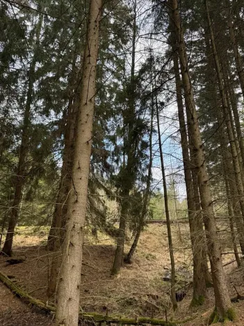 Prodej lesa, Žimutice, 2720 m2