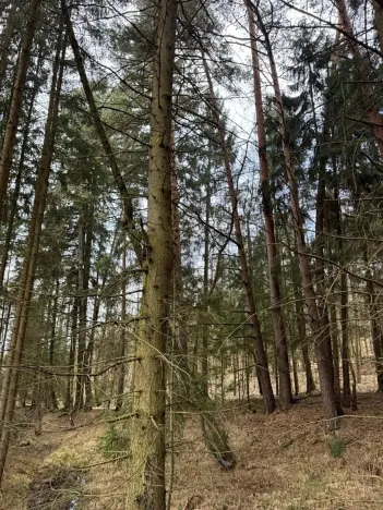 Prodej lesa, Žimutice, 2720 m2