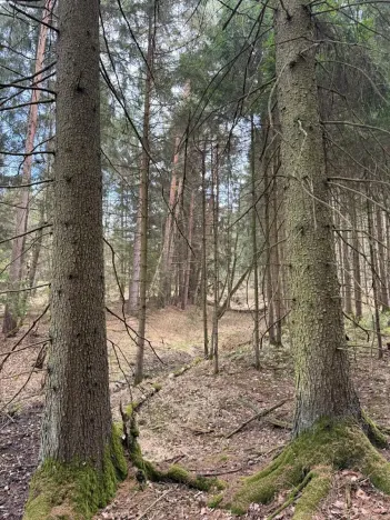 Prodej lesa, Žimutice, 2720 m2