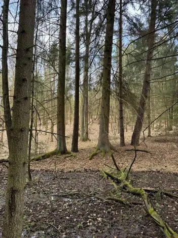 Prodej lesa, Žimutice, 2720 m2