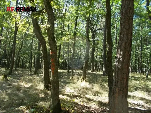 Prodej lesa, Vážany, 15368 m2