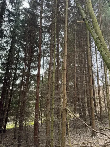Prodej podílu lesa, Maletín, 10553 m2
