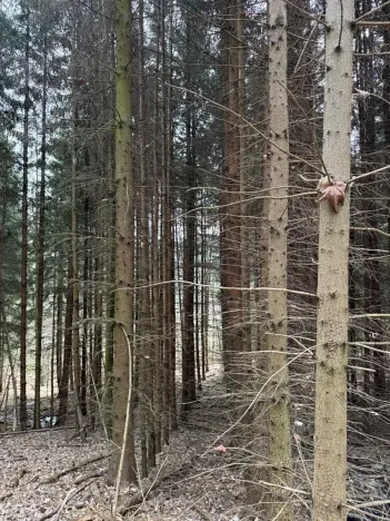 Prodej podílu lesa, Maletín, 10553 m2