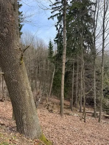 Prodej podílu lesa, Maletín, 10553 m2