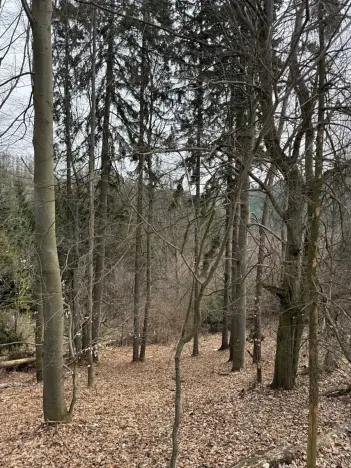 Prodej podílu lesa, Maletín, 10553 m2