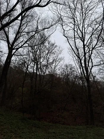 Prodej podílu lesa, Praha, 4596 m2
