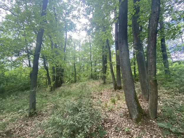 Prodej lesa, Silůvky, 1739 m2
