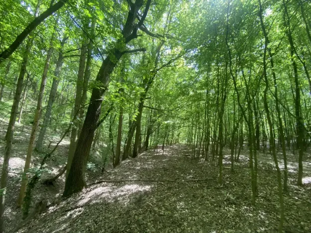 Prodej lesa, Silůvky, 310 m2