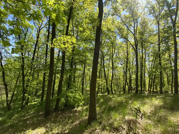 Prodej lesa, Silůvky, 1519 m2