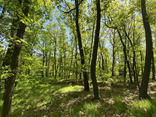 Prodej lesa, Silůvky, 1519 m2