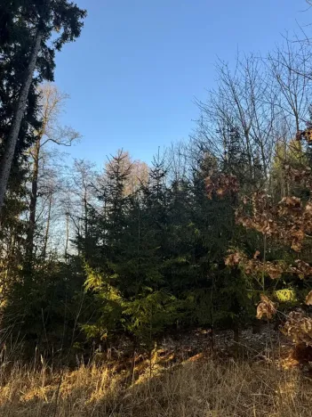 Prodej lesa, Roztoky u Jilemnice, 5755 m2