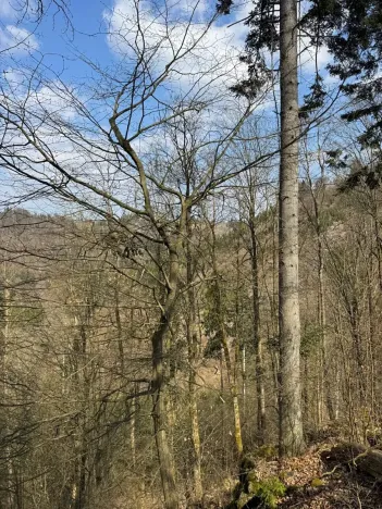 Prodej podílu lesa, Železný Brod, 5530 m2