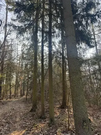 Prodej lesa, Horušice, 9643 m2