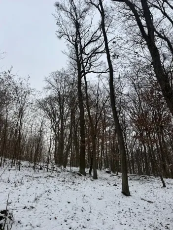 Prodej podílu lesa, Šitbořice, 1075 m2