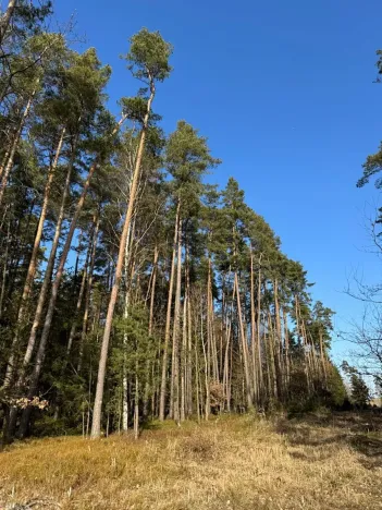 Prodej lesa, Slabčice, 744 m2