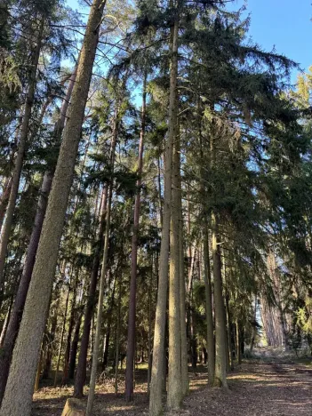 Prodej lesa, Slabčice, 744 m2