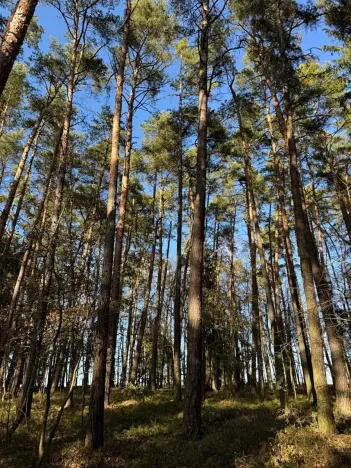 Prodej lesa, Slabčice, 1899 m2