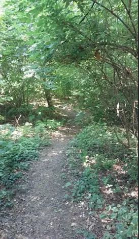 Prodej lesa, Těrlicko, 565 m2