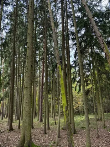 Prodej lesa, Chrášťany, 3640 m2