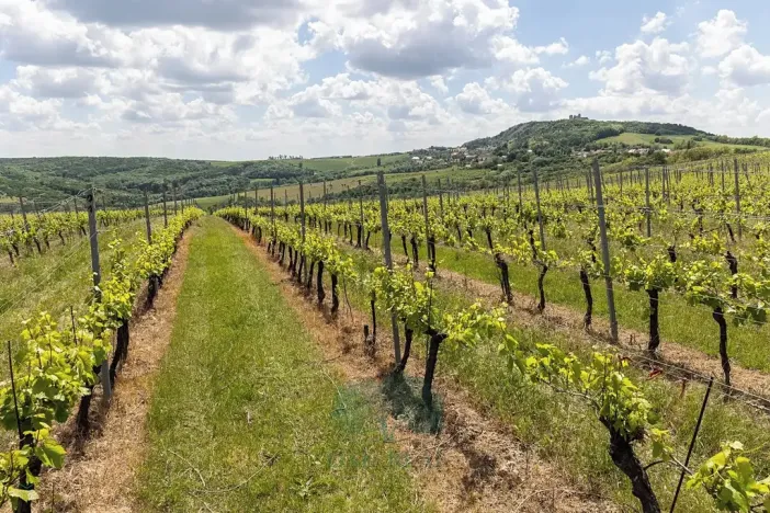 Prodej domu, Pavlov, Na Návsi, 200 m2