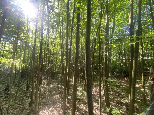 Prodej lesa, Svébohov, 1047 m2