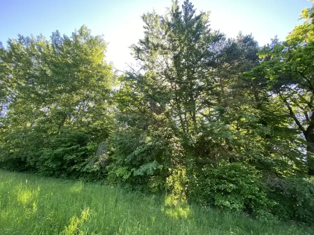 Prodej lesa, Svébohov, 239 m2