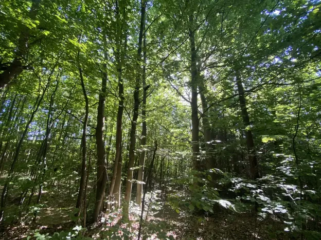 Prodej lesa, Svébohov, 239 m2