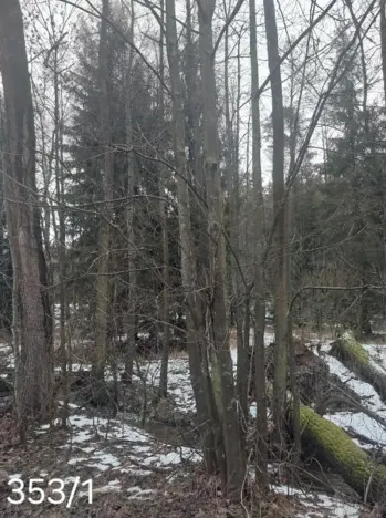 Prodej lesa, Dívčí Kopy, 1620 m2