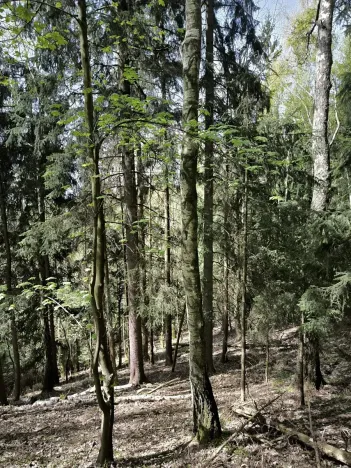 Prodej lesa, Dobřany, 12043 m2