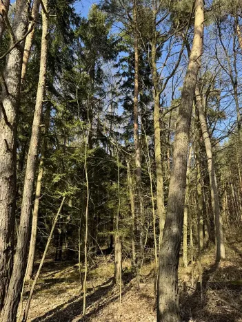 Prodej lesa, Vlastiboř, 3491 m2