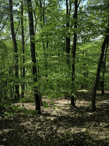 Prodej lesa, Lesnice, 1410 m2