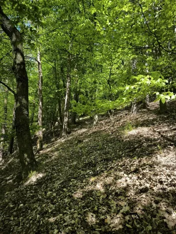 Prodej lesa, Lesnice, 1410 m2