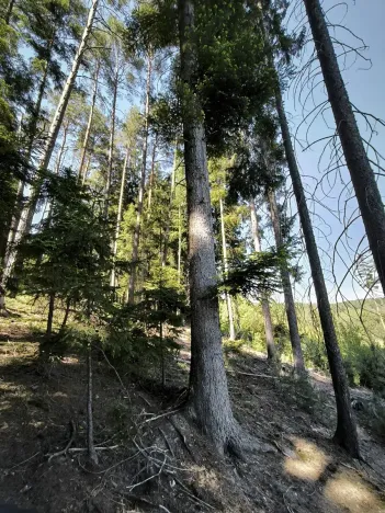 Prodej lesa, Nemile, 3224 m2