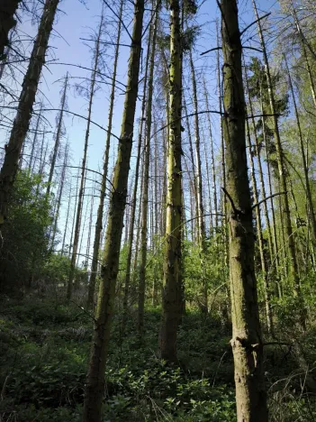 Prodej lesa, Řepín, 5226 m2