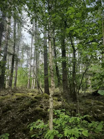 Prodej lesa, Myslív, 5003 m2