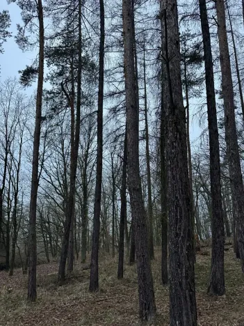 Prodej lesa, Chyňava, 54992 m2