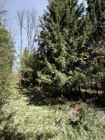 Prodej lesa, Semily, 2671 m2