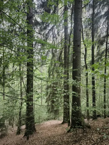 Prodej lesa, Liberec, 10902 m2