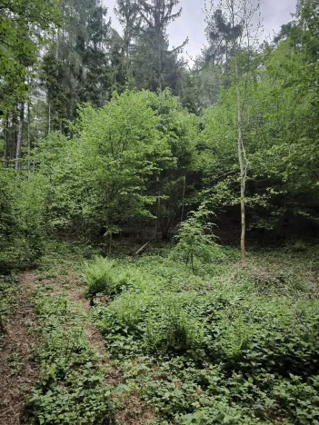 Prodej lesa, Zábřeh, 4422 m2