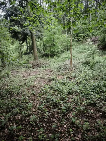 Prodej lesa, Zábřeh, 4422 m2