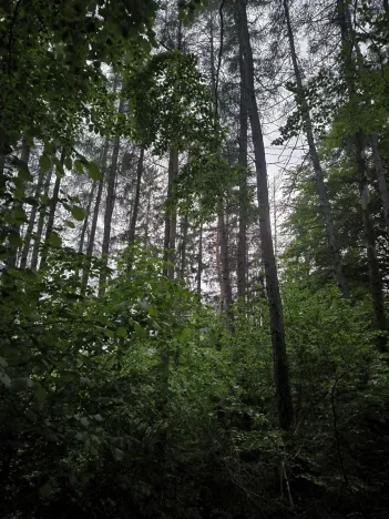 Prodej lesa, Zábřeh, 4422 m2