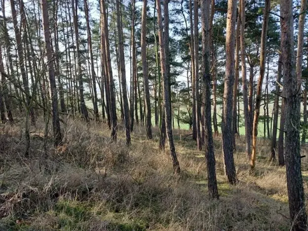 Prodej lesa, Horosedly, 2335 m2