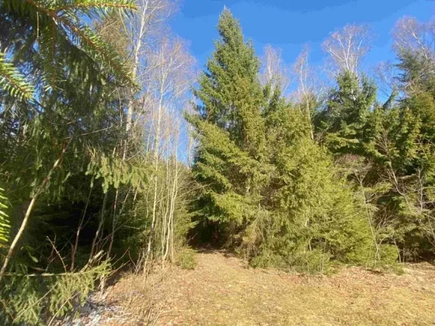 Dražba pozemku, Železná Ruda, 1644 m2