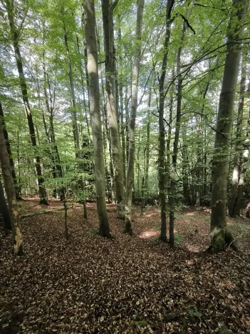 Prodej lesa, Nový Hrozenkov, 21241 m2