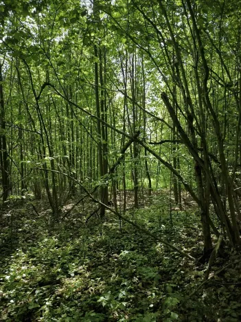 Prodej lesa, Nový Hrozenkov, 21241 m2