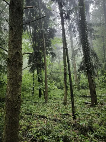 Prodej podílu lesa, Pustiměř, 1292 m2