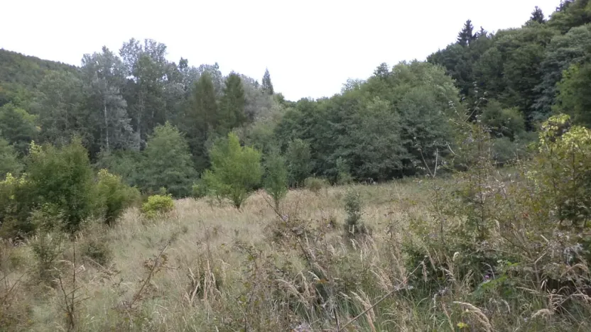 Prodej pole, Traplice, 1953 m2