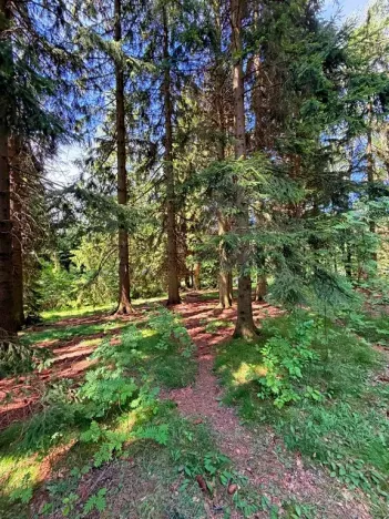 Prodej chaty, Borová, 53 m2