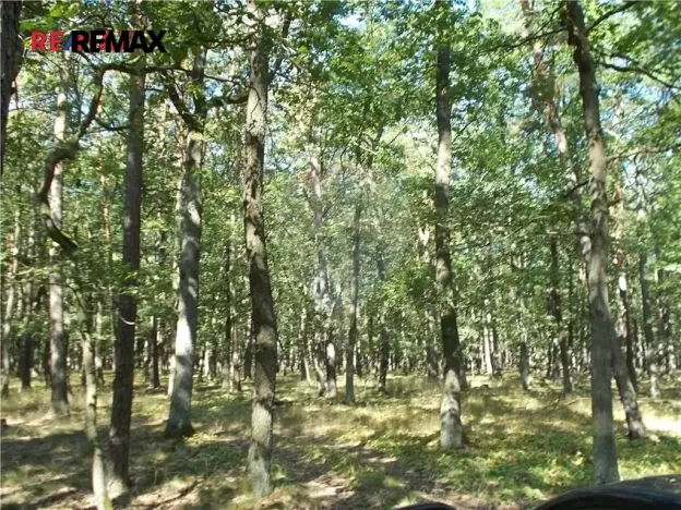 Prodej podílu lesa, Vážany, 38449 m2