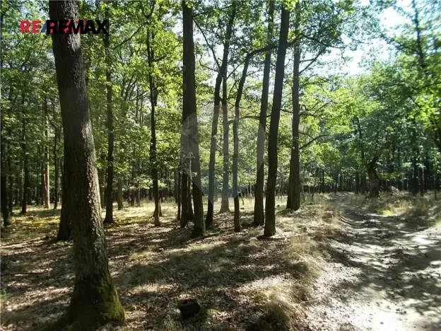 Prodej podílu lesa, Vážany, 38449 m2
